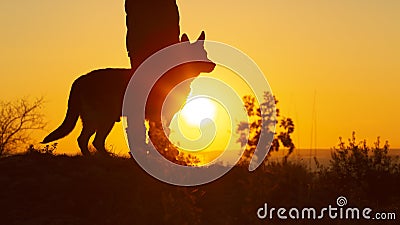 Silhouette profile of woman with dog obediently standing nearby, girl walking on nature with pet enjoying Stock Photo