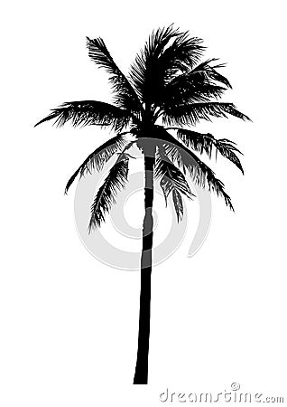 Silhouette of realistic coconut tree, natural palm vector Vector Illustration