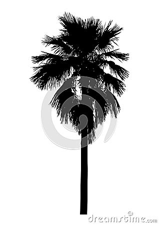 Silhouette of realistic palm tree, isolated nature illustration Vector Illustration