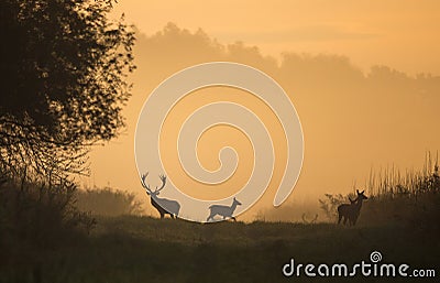 Silhouette of red deer and hinds on meadow Stock Photo