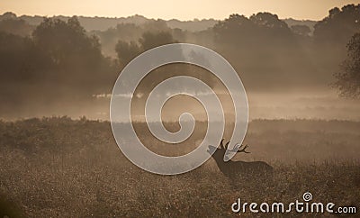 Silhouette of a red deer stag Stock Photo