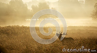 Silhouette of a red deer stag Stock Photo