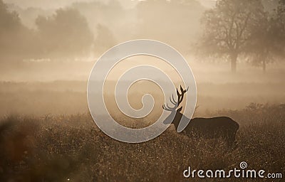 Silhouette of a red deer stag Stock Photo