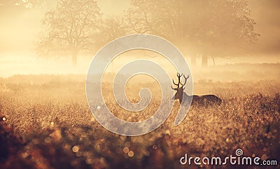 Silhouette of a red deer stag Stock Photo