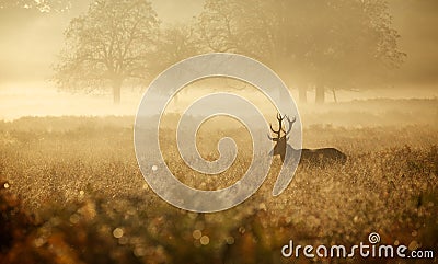 Silhouette of a red deer stag Stock Photo