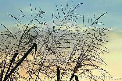 Silhouette of a reed flowers on beautiful cloudy sky background Stock Photo
