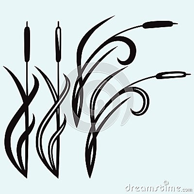 Silhouette reed Vector Illustration