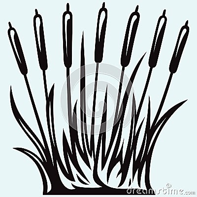 Silhouette reed Vector Illustration