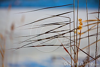 Silhouette of reeds Stock Photo