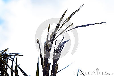 the silhouette of ripe ears of rice against a light sky Stock Photo