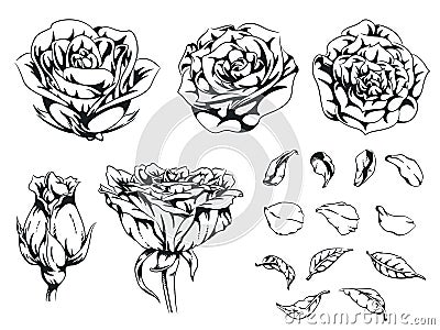 Silhouette Rose Handdrawn Flower Floral Monochrome Vector Illustration