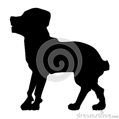 Silhouette of rottweiler Stock Photo