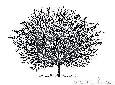 Silhouette round tree with branches on a white background. Vector illustration Vector Illustration