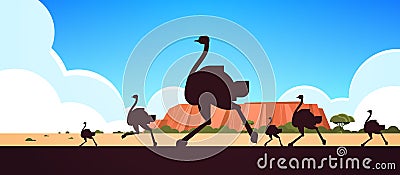 Silhouette of running wild animals ostriches Australian landscape nature of Australia wildlife fauna concept horizontal Vector Illustration