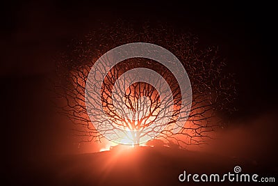 Silhouette of scary Halloween tree with horror face on dark foggy toned fire. Scary horror tree Halloween concept Stock Photo