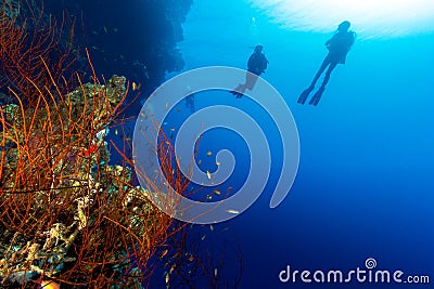 Silhouette of SCUBA Divers on a deep wall with a whip coral Stock Photo