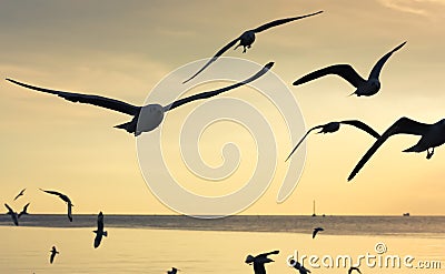 Silhouette seagulls flying over sea Stock Photo
