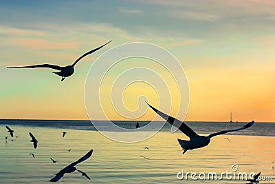 Silhouette seagulls flying over sea Stock Photo