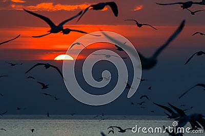 Silhouette seagulls flying in the sunset sky Stock Photo