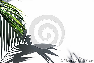 Silhouette shadow of palm leaves on white wall Stock Photo