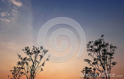 Silhouette shape of the trees with a beautiful sky. Stock Photo