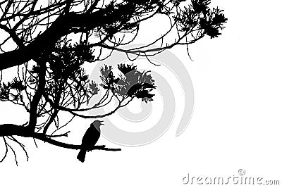 Silhouette of singing Common Blackbird in a tree Stock Photo