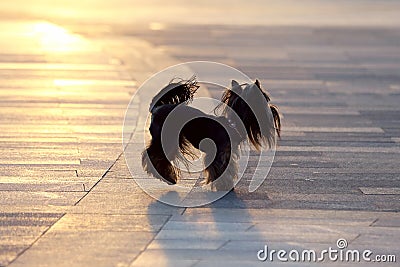 Silhouette of a small pedigree dogs on a leash Stock Photo