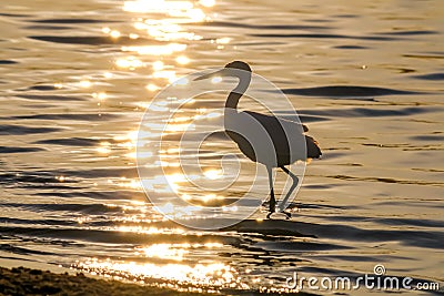 The Silhouette of the Snowy Egret at the Malibu Lagoon Stock Photo