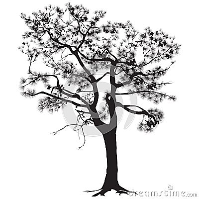 Silhouette of the southern pine Vector Illustration