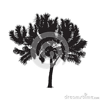 Silhouette of the southern pine on a white background Vector Illustration