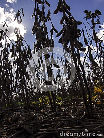 Silhouette of soybean plant on field Stock Photo
