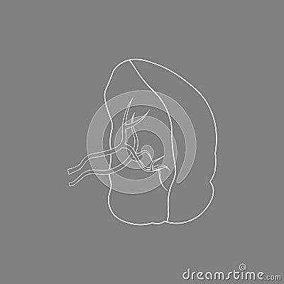 Silhouette of a Spleen. Human Internal Organs. medical Vector Illustration Stock Photo