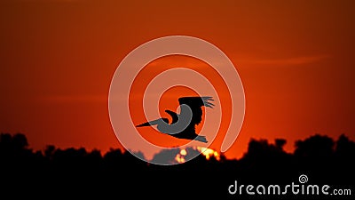 Silhouette of pelican flying over water in the sunset. Danube Delta Romanian wild life bird watching Stock Photo