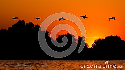 Silhouette of pelican flying over water in the sunset. Danube Delta Romanian wild life bird watching Stock Photo