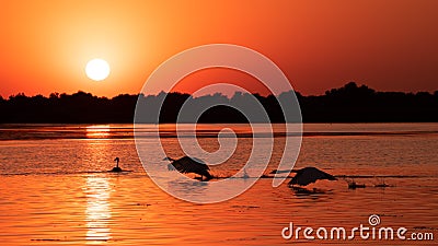 Silhouette of swan in the sunset. Danube Delta Romanian wild life bird watching Stock Photo