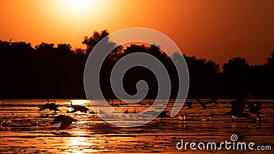 Silhouette of swan in the sunset. Danube Delta Romanian wild life bird watching Stock Photo