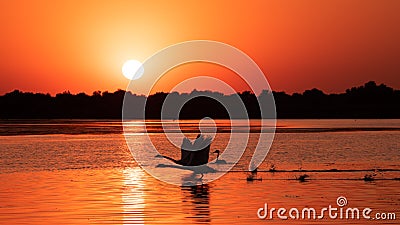 Silhouette of swan in the sunset. Danube Delta Romanian wild life bird watching Stock Photo