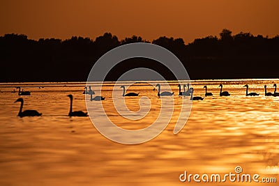 Silhouette of swan in the sunset. Danube Delta Romanian wild life bird watching Stock Photo