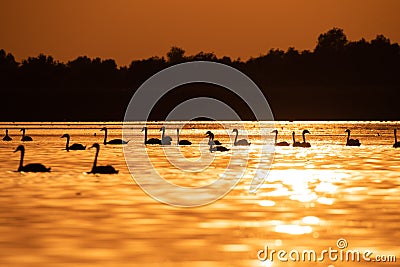 Silhouette of swan in the sunset. Danube Delta Romanian wild life bird watching Stock Photo