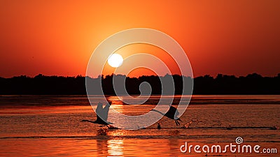 Silhouette of swan in the sunset. Danube Delta Romanian wild life bird watching Stock Photo