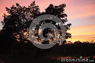 Silhouette Symphony: Tree Against a Colorful Dramatic Sunset Sky Stock Photo