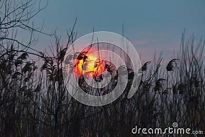 silhouette of tall common reed Stock Photo