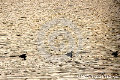 The silhouette of three least grebes swimming on a lagoon Stock Photo
