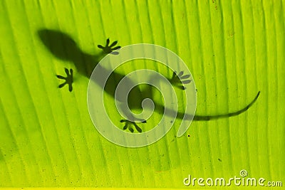 Silhouette of tokay gecko on a palm tree leaf, Ang Thong National Marine Park, Thailand Stock Photo