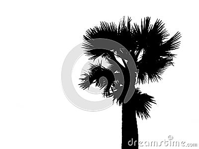 Silhouette of top half single sugar palm tree isolated on white background. Image adjust to contrast black and white. Stock Photo