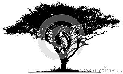Silhouette of the tree African savannah Stock Photo