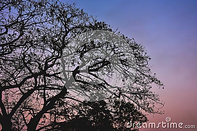 Silhouette of tree branch Stock Photo