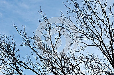 Silhouette of tree branches against blue clear sky Stock Photo