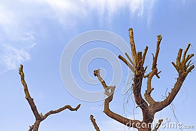 Silhouette of tree branches on a background of blue sky with clouds. Environment protection. Stock Photo