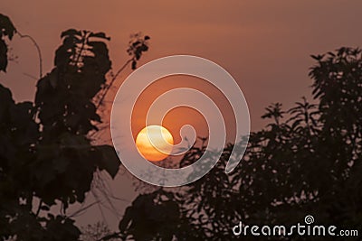 Silhouette of tree branches with sun at dusk time Stock Photo